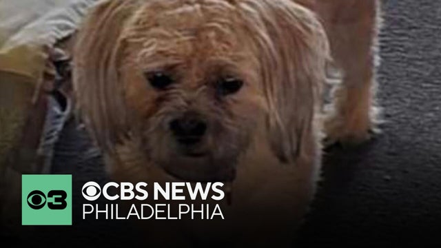 Philadelphia mother pleads for return of son's stolen dog: "My son needs his dog"