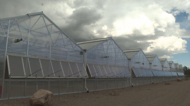 Northern Colorado nursery growing millions of seedlings to help forests recover from wildfires
