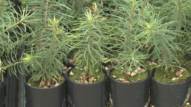 csu-seedlings-63pkg-transfer-frame-1000.jpg