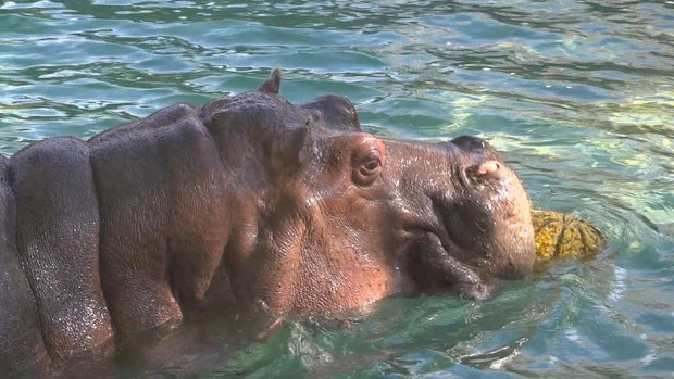 A hippo at the zoo eats a pumpkin