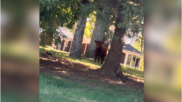Baltimore County police help wrangle loose cow that got onto I-695