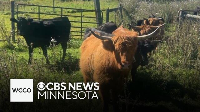 Cattle thief steals nearly a dozen cows from Minnesota farm