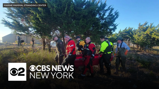 3 dolphins euthanized after being stranded in Sandy Hook