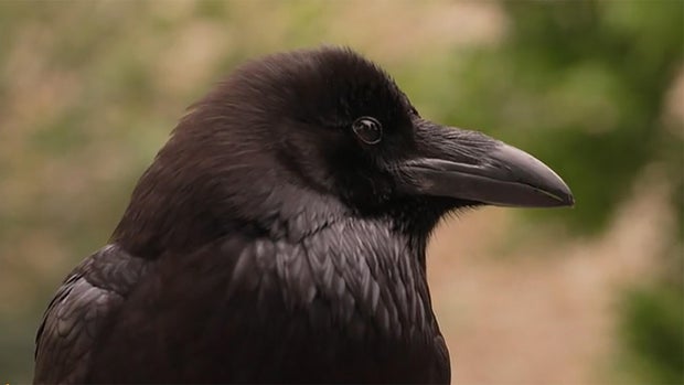 raven-1920.jpg
