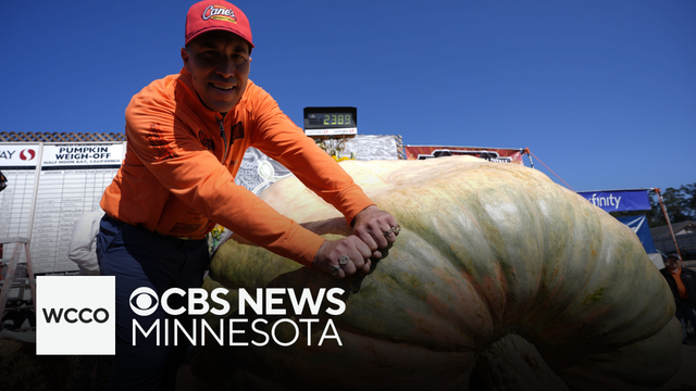 Anoka pumpkin grower reflects on winning competition 5 times in 7 years