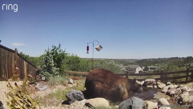 Man accused of shooting mama bear in Douglas County appears in court on animal cruelty charges