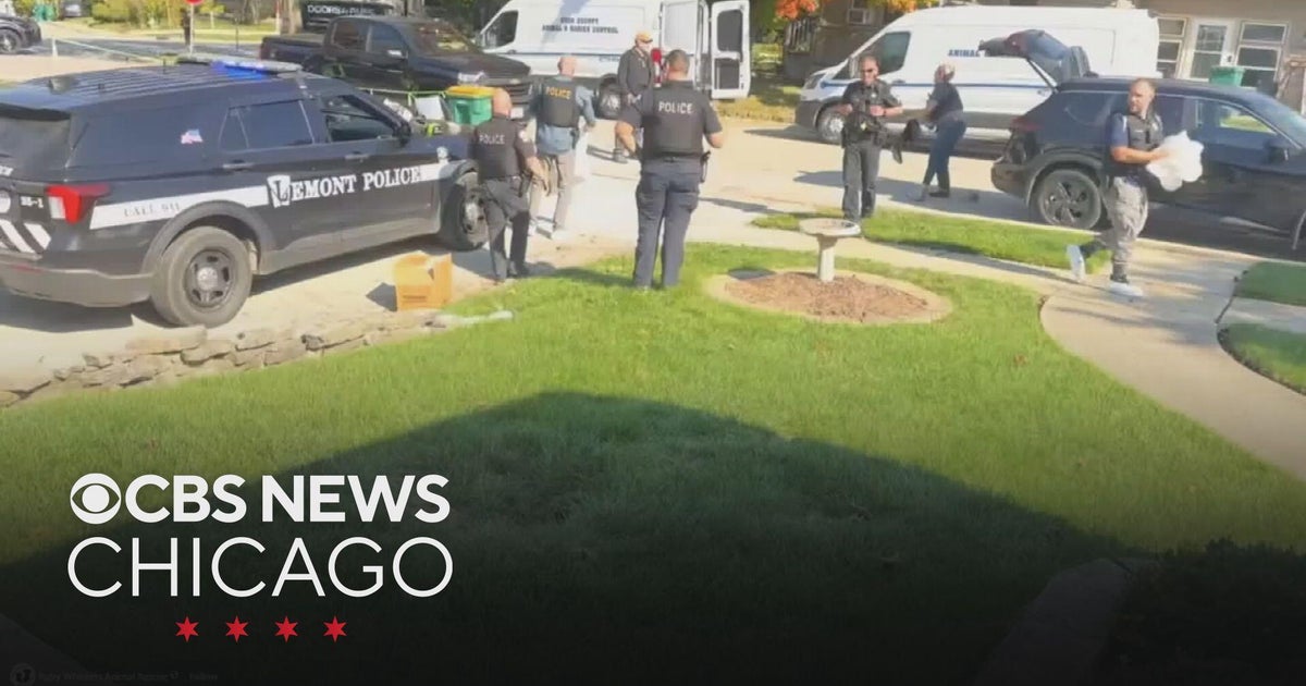 Over 70 dogs rescued from Lemont hoarding situation - CBS Chicago