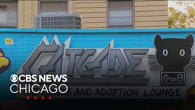 Catcade in Lakeview reopening after vandal smash front window