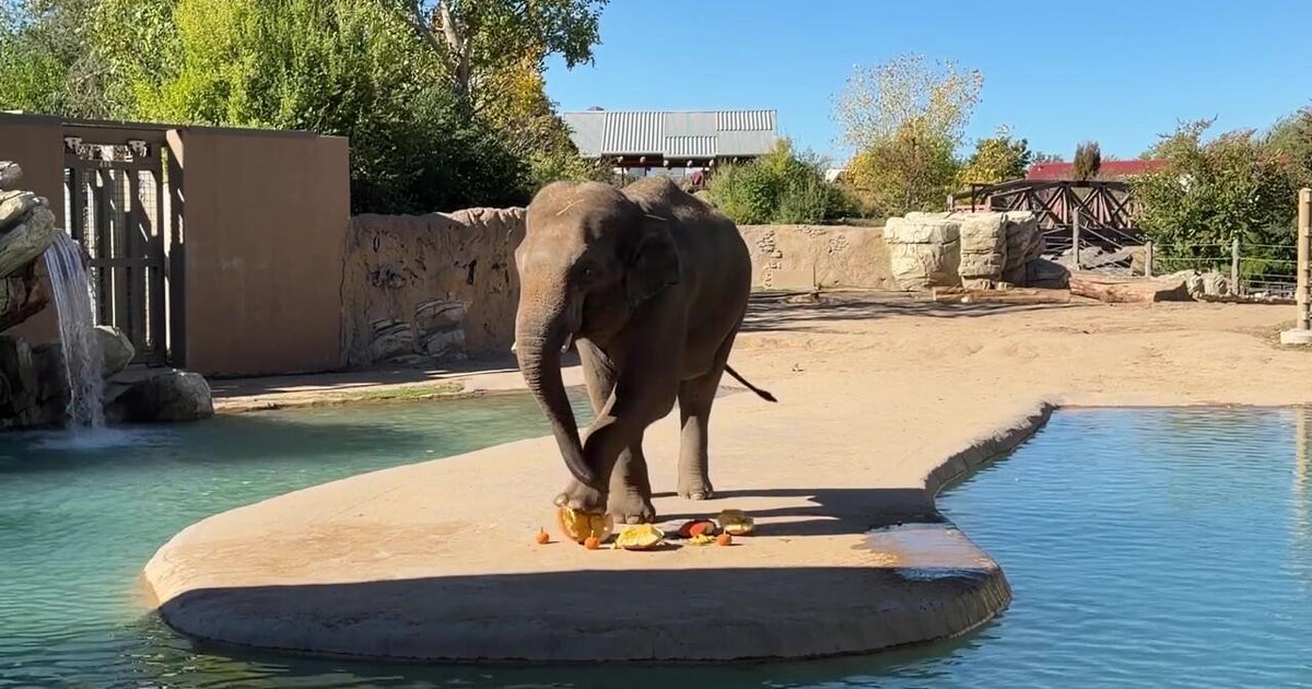Elephant at Denver Zoo enjoying fall fun by smashing pumpkins