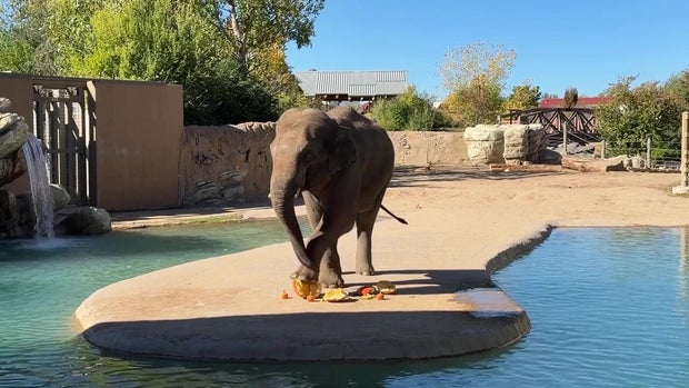 elephant-murders-pumpkin-video1-denver-zoo-conservation-alliance-on-fb-frame-at-0m30s.jpg 