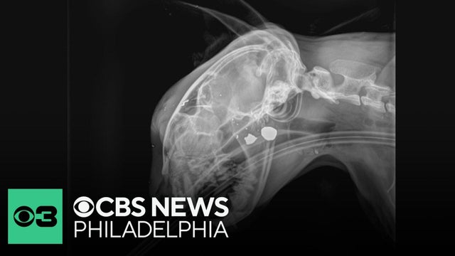 2 cats recovering after shootings in South Jersey