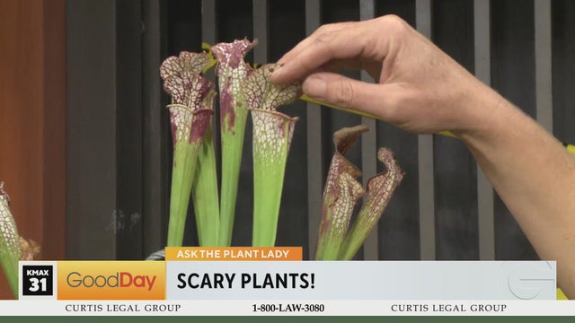 The Plant Lady - Scaaaary Plants!