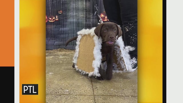 More Halloween pet pics!