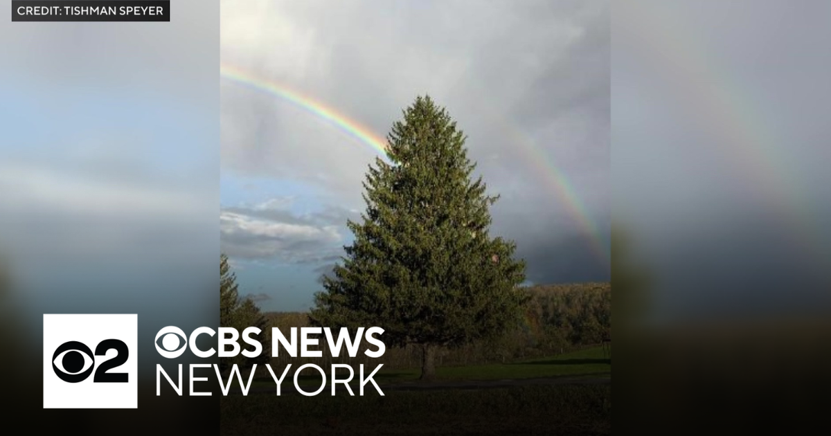 Rockefeller Center Christmas tree selected from West Edmeston - CBS New ...