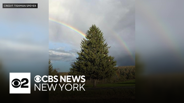Rockefeller Center Christmas tree selected from West Edmeston