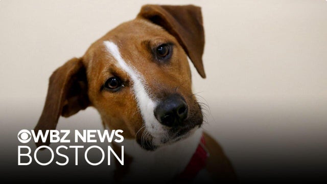 MSPCA says animal cruelty cases on the rise in Massachusetts