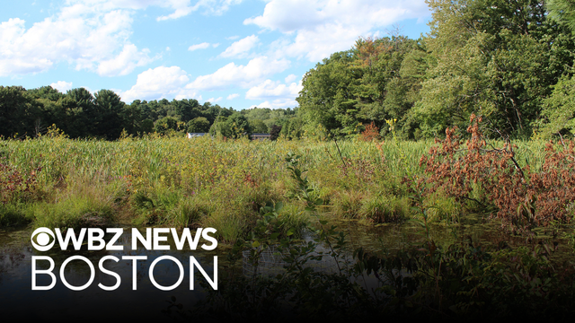 Ballot question 6 in Massachusetts would create Nature for All Fund