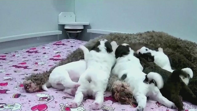 Newborn puppies become livestream sensation in Finland