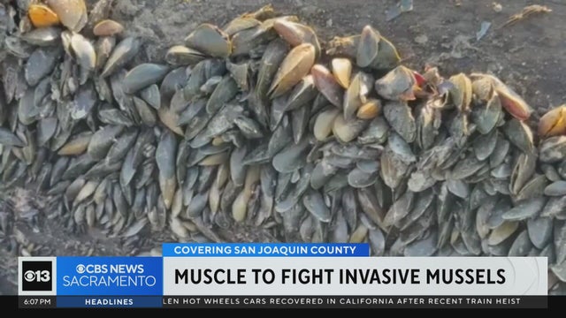 Continued spread of invasive golden mussels sparks increased concerns and calls for action