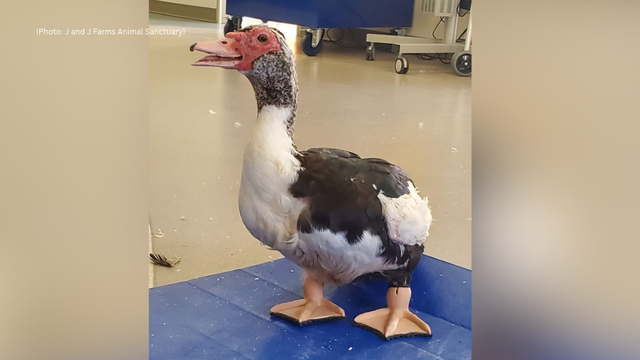 Footless duck gets new prosthetics at Pennsylvania rescue