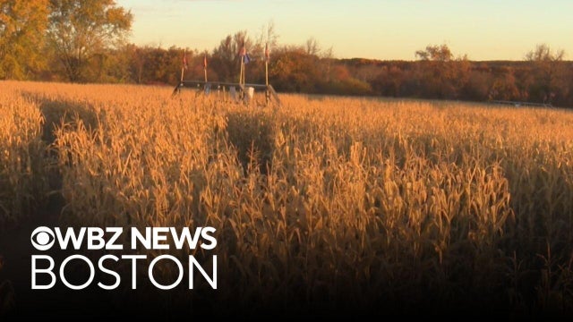 Massive corn maze in Massachusetts winding down for the season