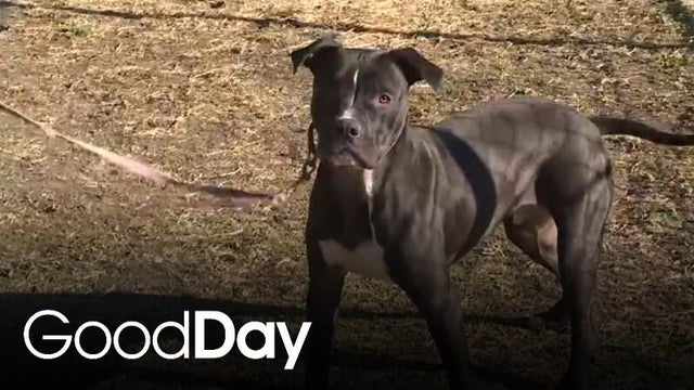 Help these dogs find a home! | Final Plea