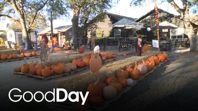 Compassion Planet's annual Pumpkin Patch