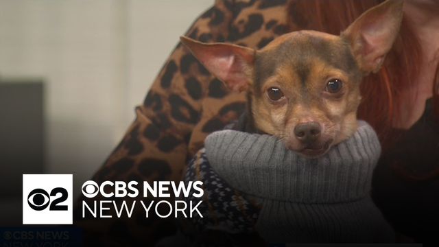 Furry Friend Finder: Meet Barnaby