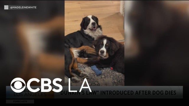New proposed &ldquo;Dunkin&rsquo;s Law&rdquo; seeks to hold negligent pet boarding facilities responsible for an