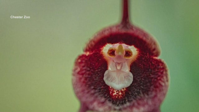 UK zoo works to save rare Dracula orchids from extinction
