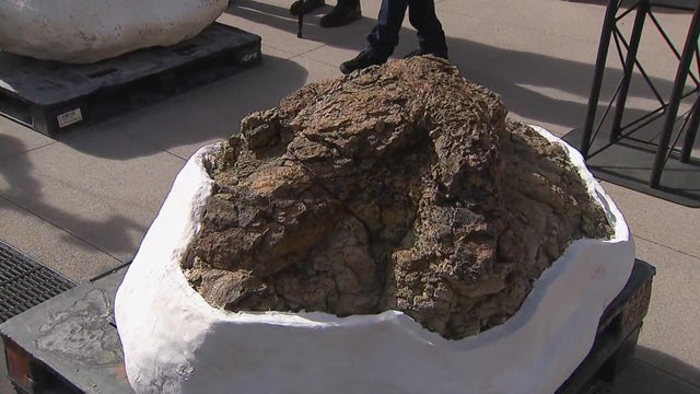 Colorado teacher's one-of-a-kind find revealed at Denver Museum of Nature & Science