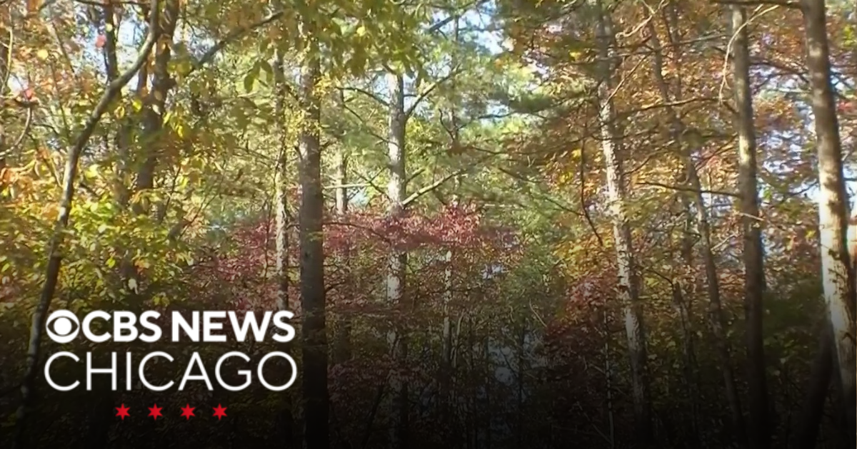 Expert shares the cause and how to stop fall fatigue - CBS Chicago