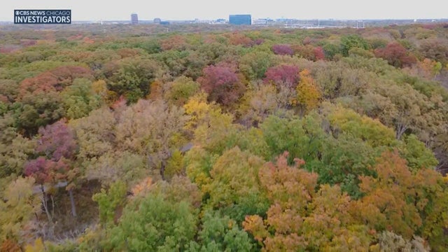 fall-leaes.jpg 