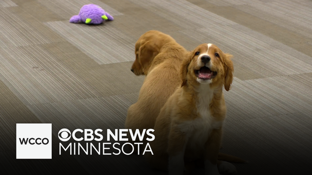 Animal welfare group takes over 30 dogs from unlicensed breeder in Cass County