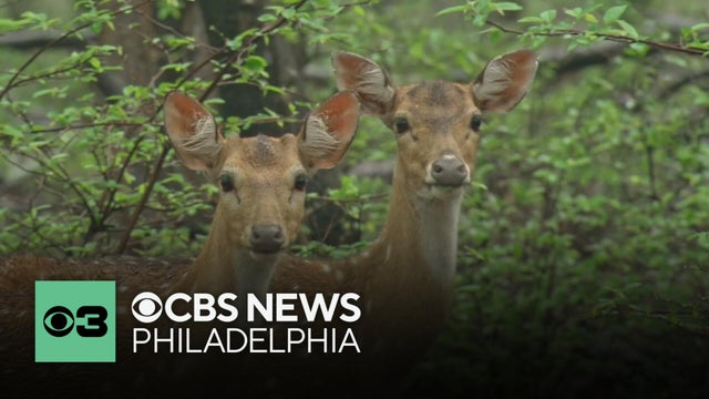 PennDOT warns drivers to be careful as deer mating season begins