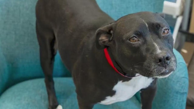 Furry Friday: Meet Zoe the dog and Miko the cat