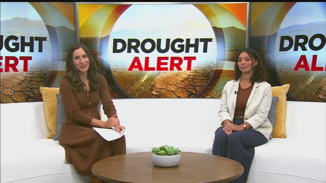 Drought among the factors bringing bears into human areas