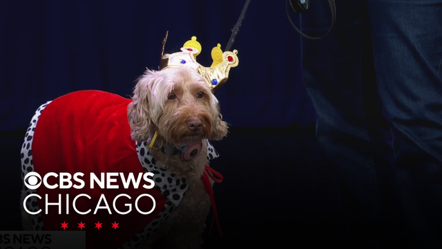 Halloween fun with Dogtopia in Evanston