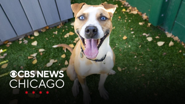 Meet Beasley, PAWS Chicago's Pet of the Week