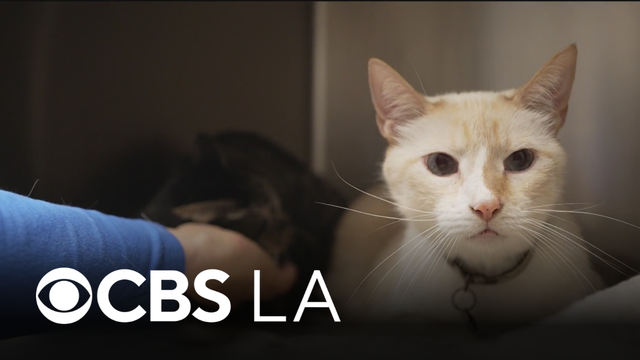 Veterinarians urge vaccination for household pets as LA County rabies on the rise